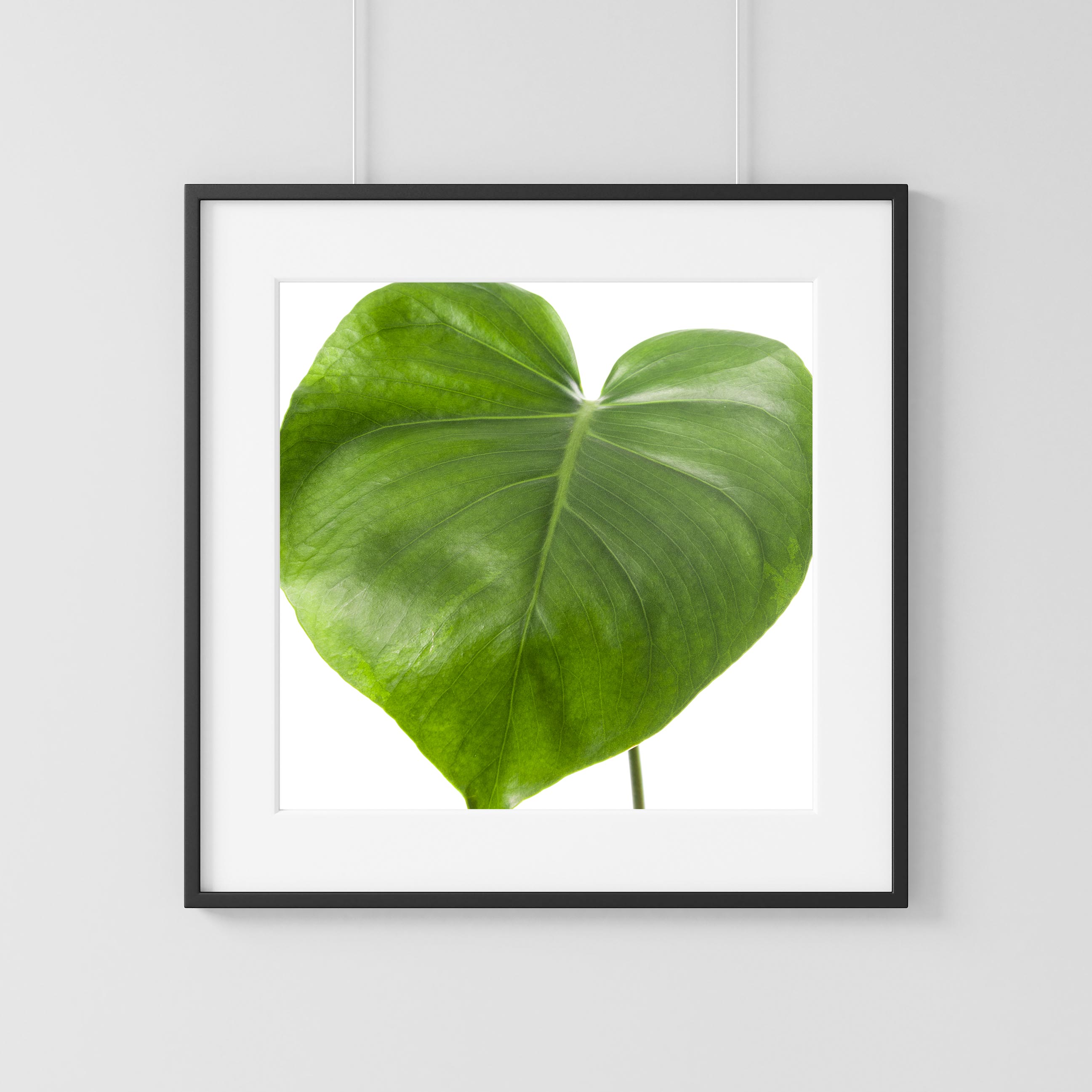 Monstera three poster
