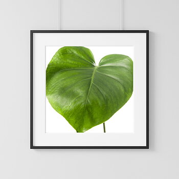 Monstera three poster