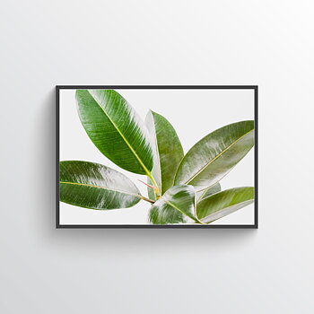 Fikus two poster