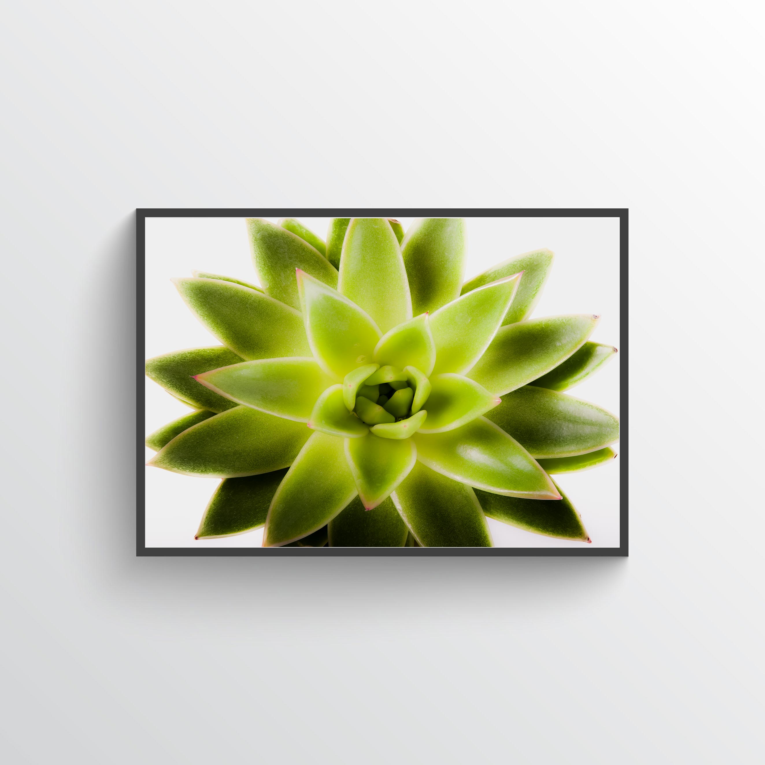 Succulent poster
