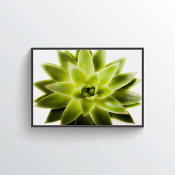 Succulent poster
