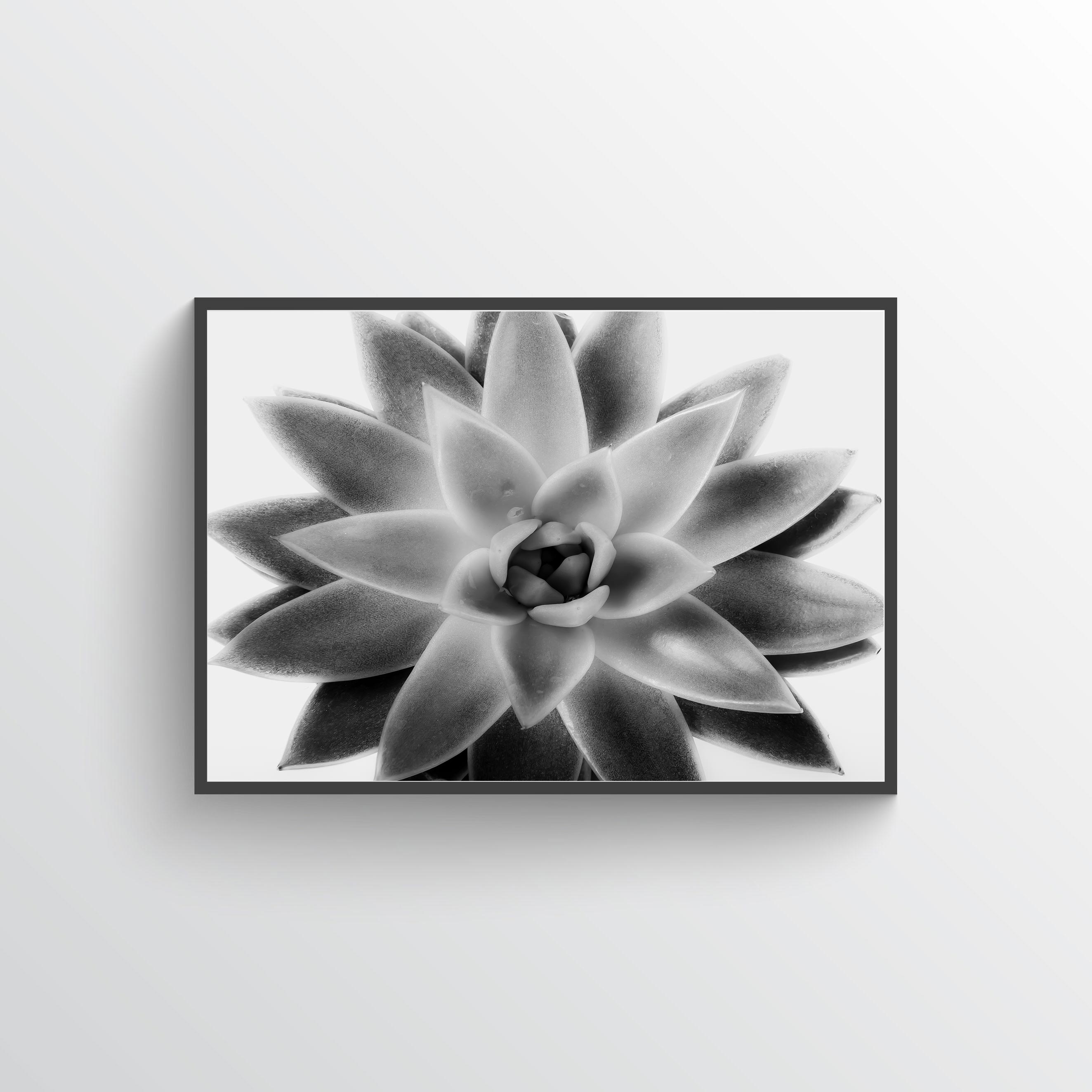 Succulent two poster