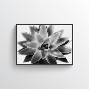 Succulent two poster