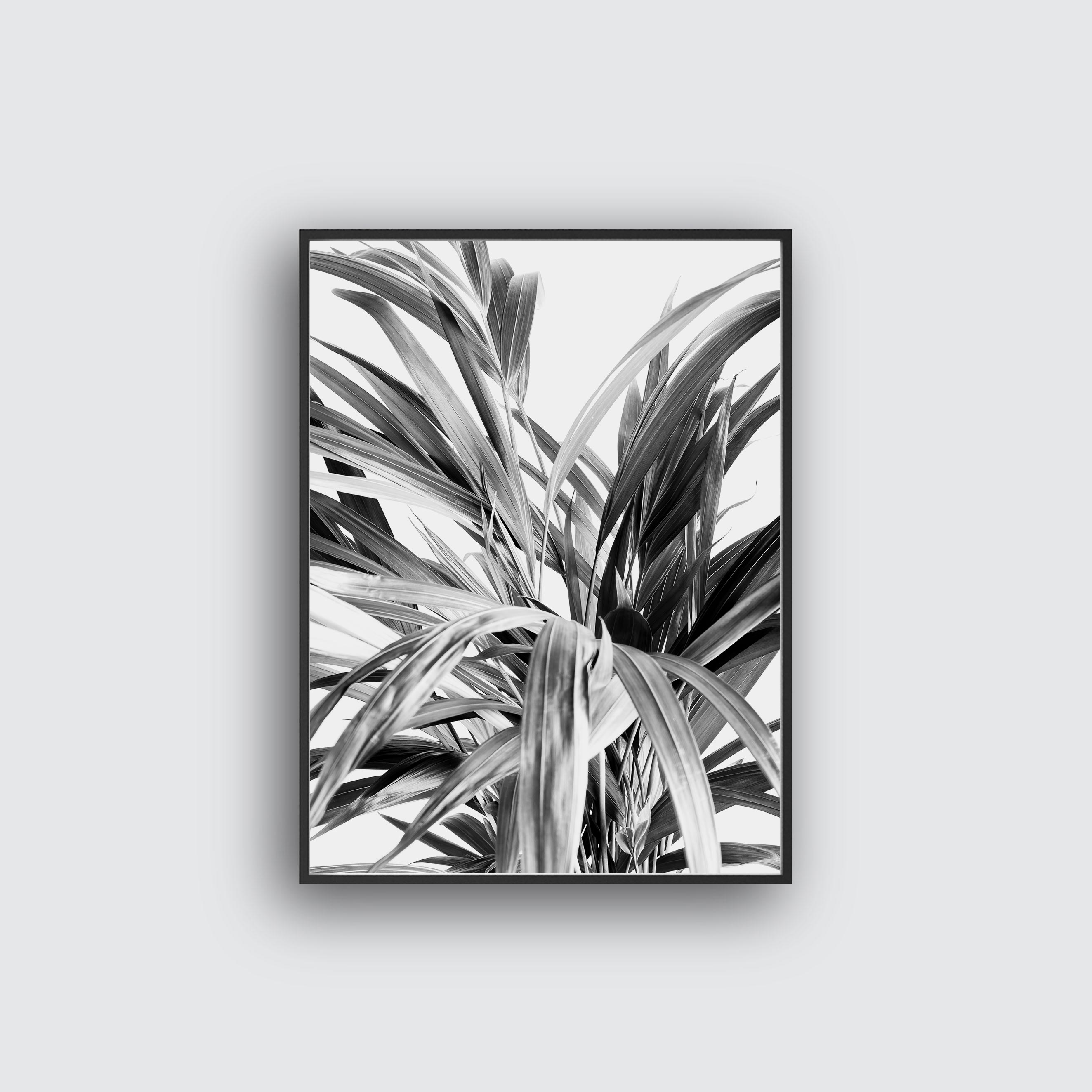 Palm poster