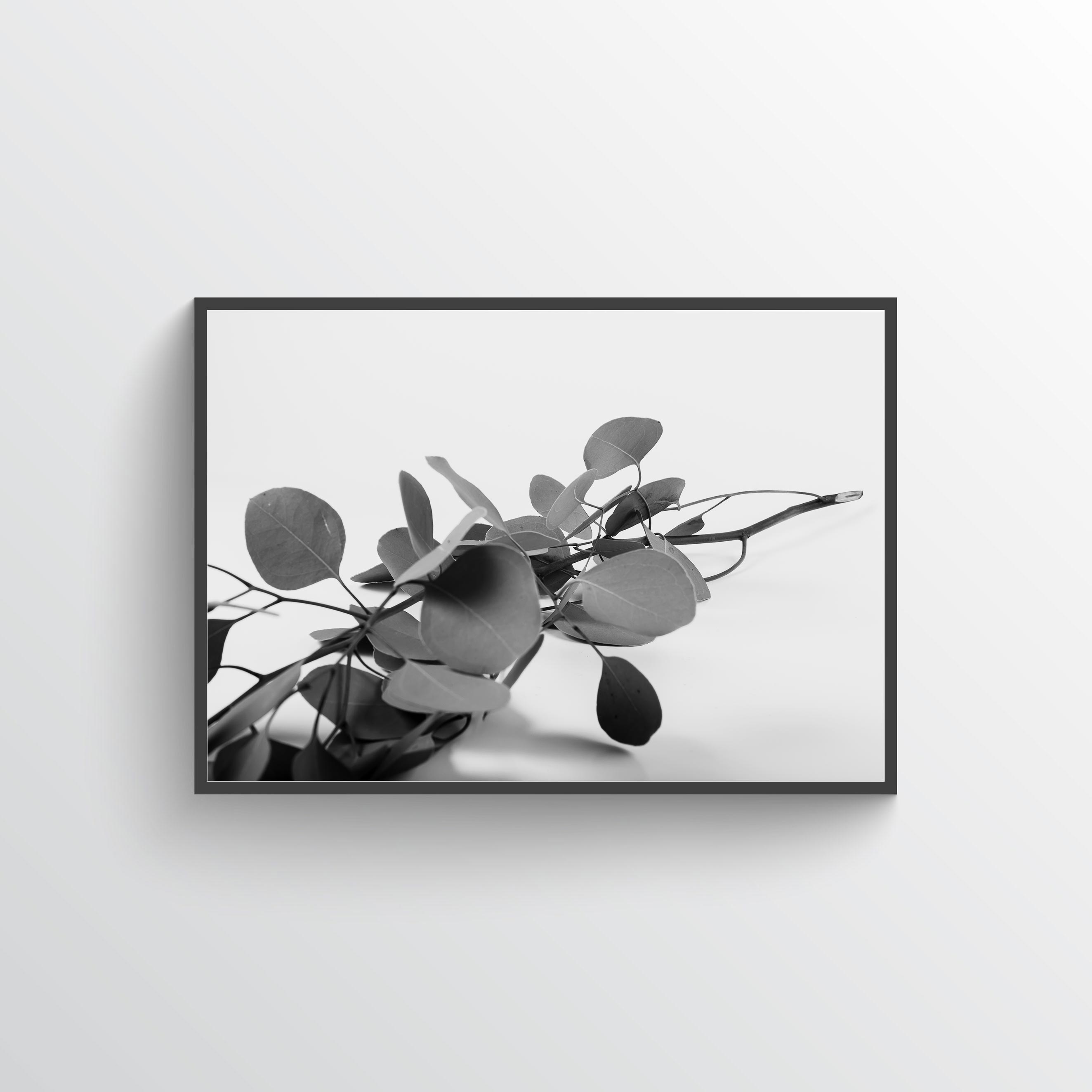Eucalyptus poster