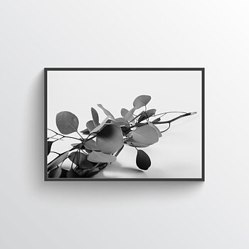Eucalyptus poster