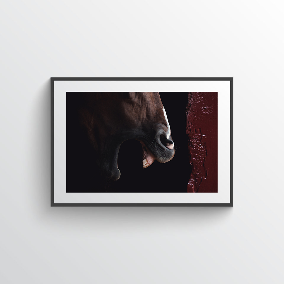 King In The Stable Poster