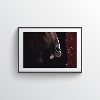 King In The Stable Poster