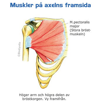 Plansch: Anatomi nacke-axlar