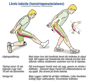 Planscher: Stretching 4 st