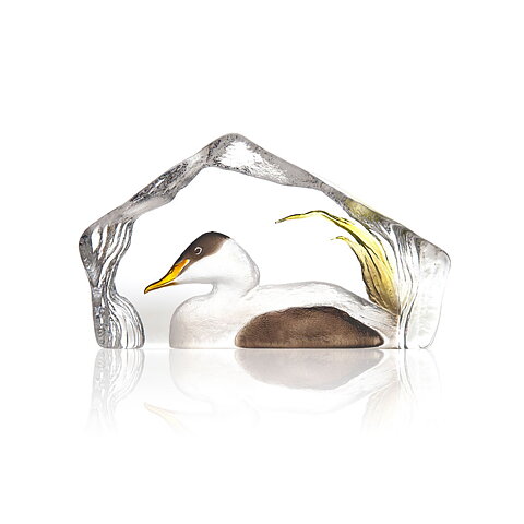 Eider Duck