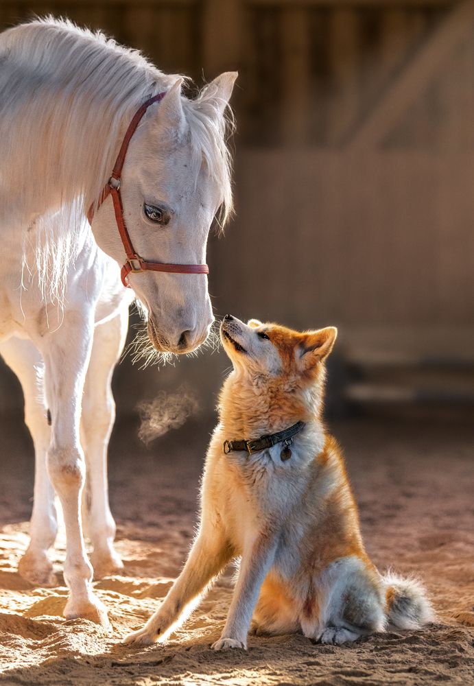 Pussel 1000 Unique Friendship