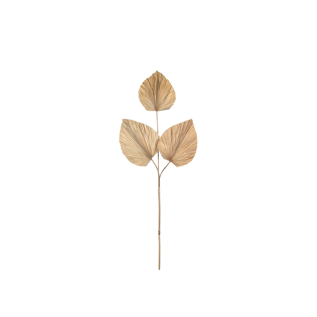 Torkade Blad - 2