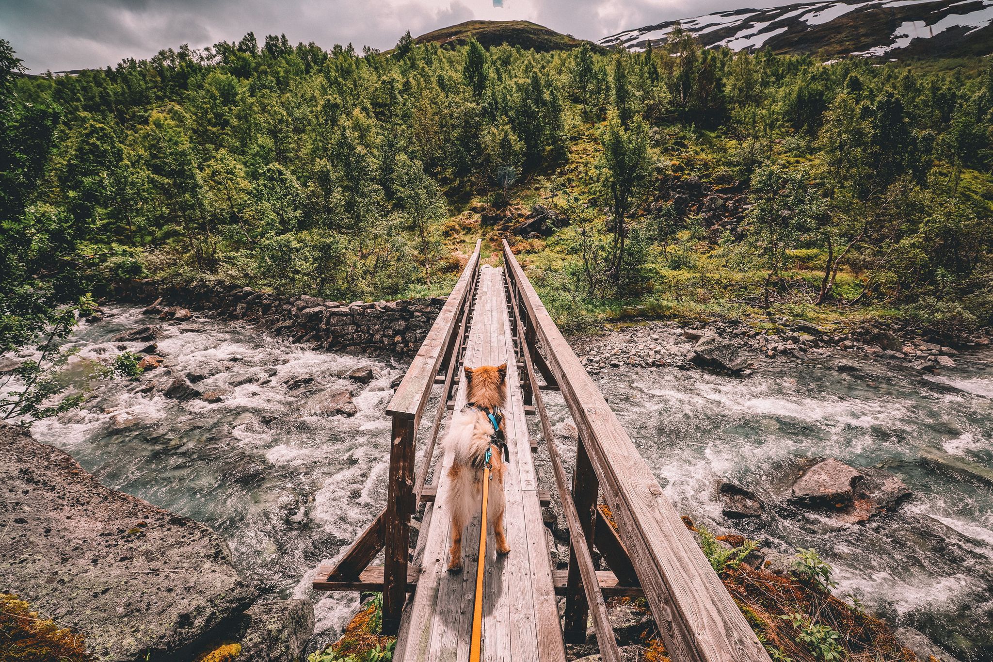 Non-stop Bungee Leash, två längder  - 4