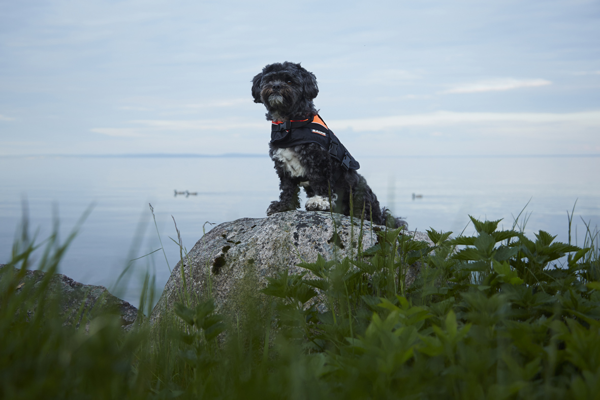 Baltic Hundflytväst Mascot, Orange - 3