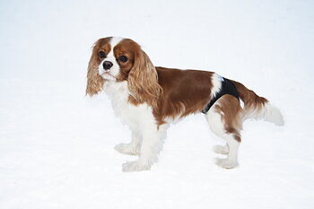 PetNation Easy Care Tikskydd, flera storlekar