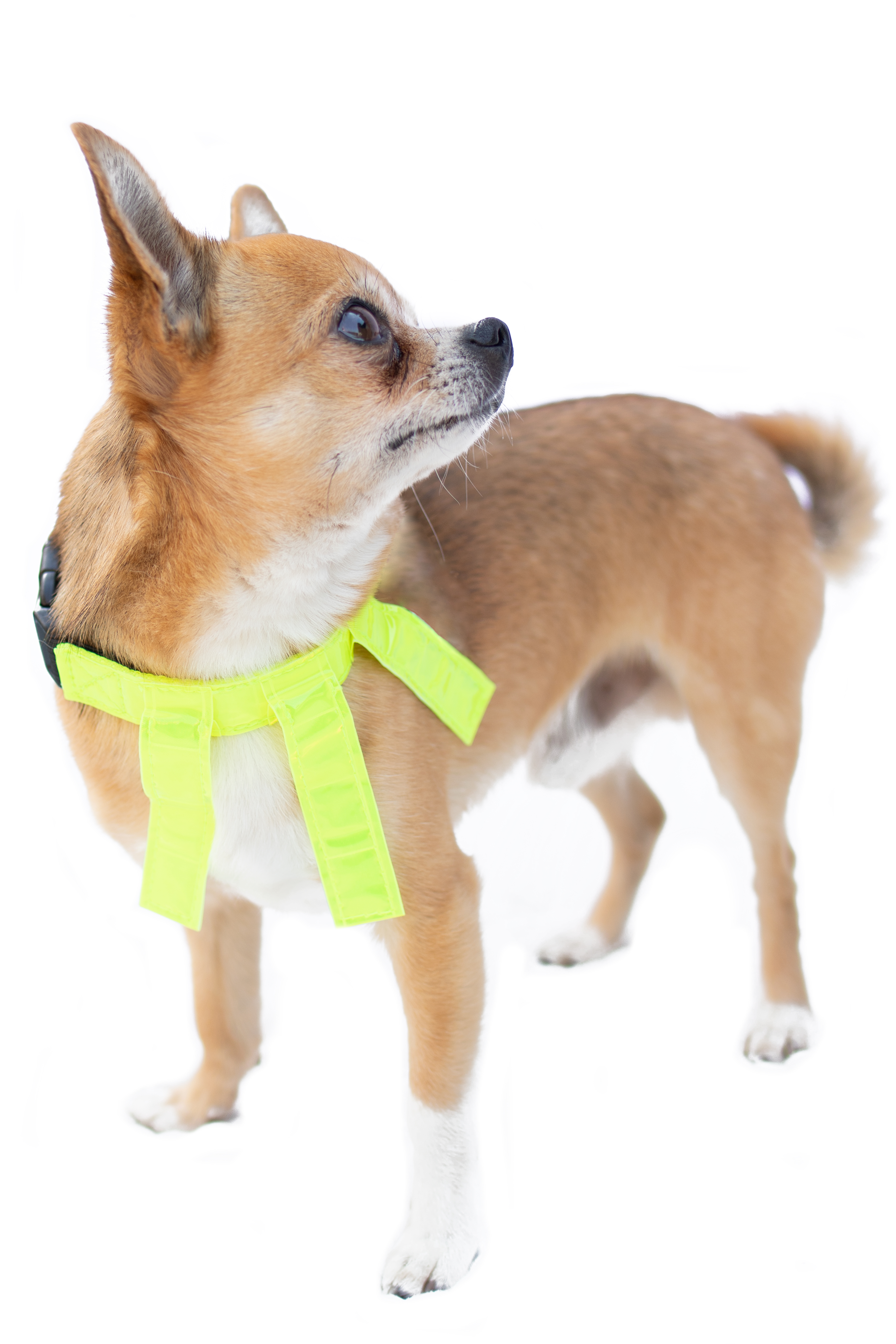 Dogman Reflexhalsband med Flärpar  - 2