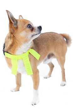 Dogman Reflexhalsband med Flärpar 