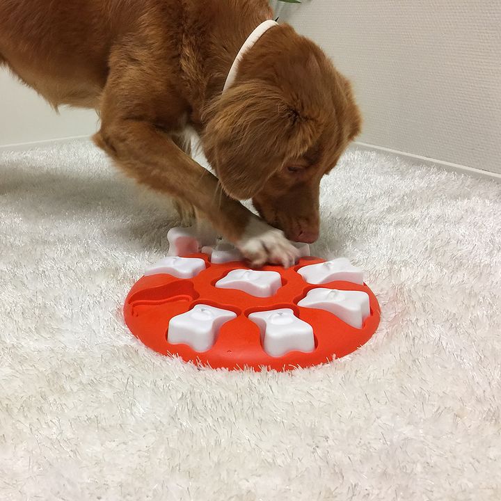 Nina Ottosson Dog Smart, Nivå 1 Aktiveringsleksak - 2