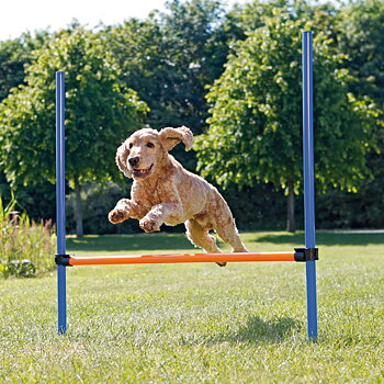 Trixie Agility Hopphinder   