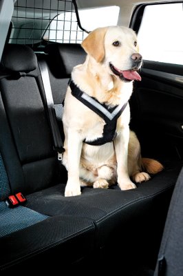 Mim AllSafe Harness Bilsele - 2