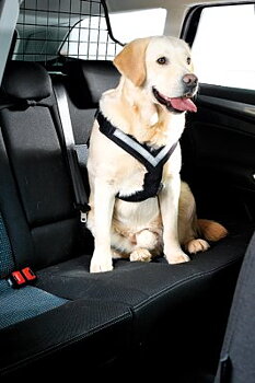 Mim AllSafe Harness Bilsele