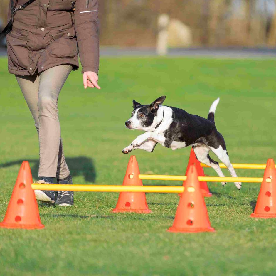 Trixie Dog Activity Hinderset, 6 koner 3 hinder - 2