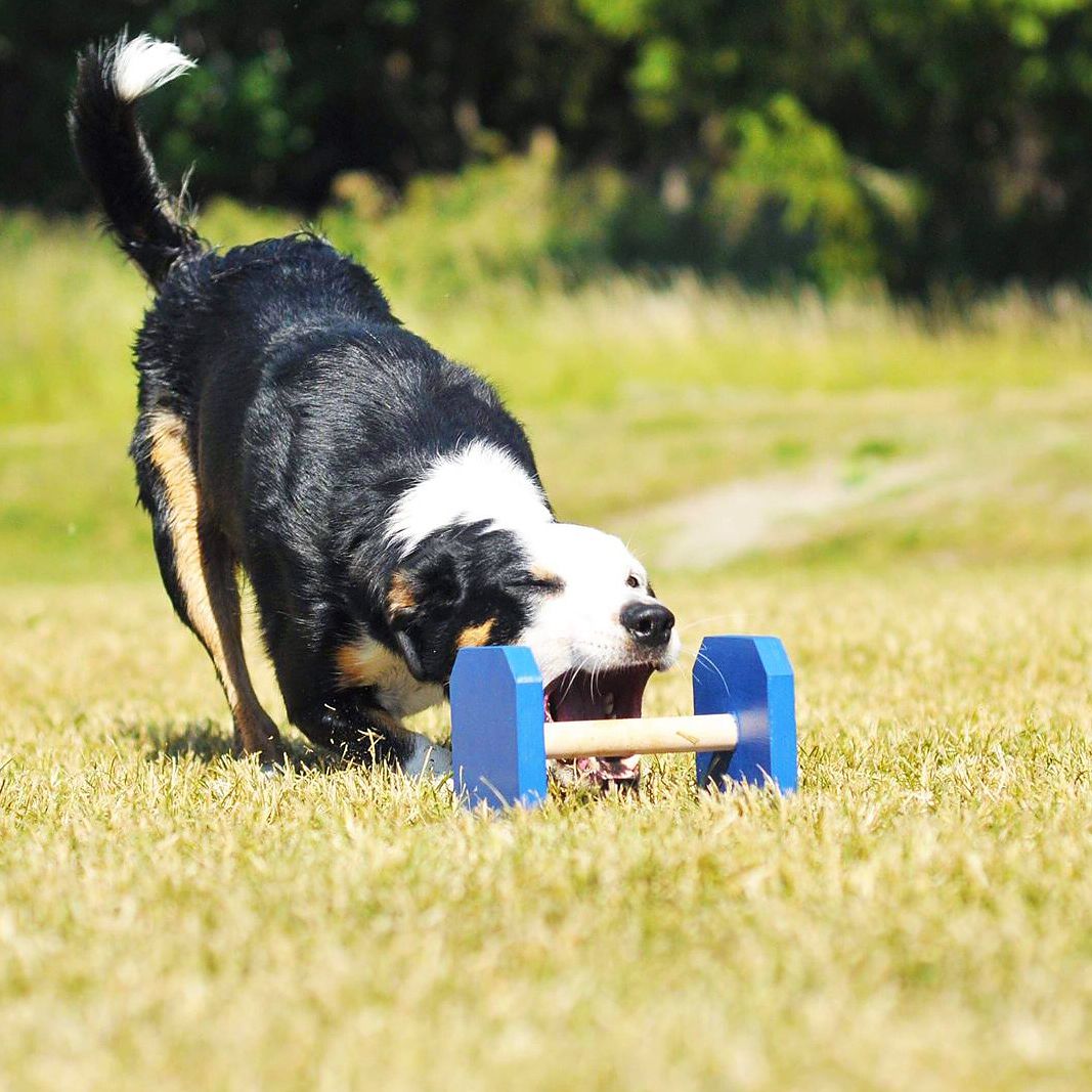 Jami Hundsport lydnadsapport - 6