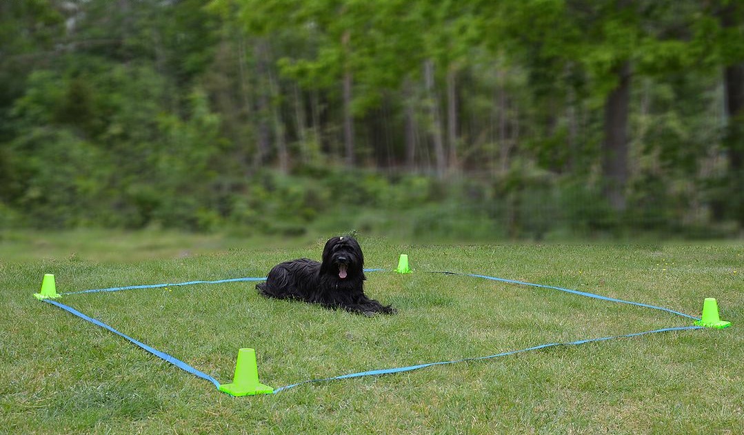 Jami Hundsport Lydnadsruta  - 3