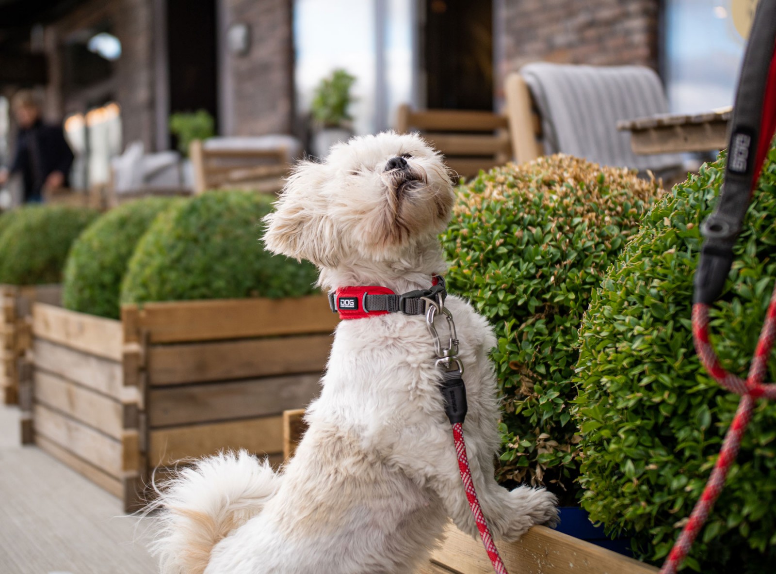Dog Copenhagen Urban Explorer Collar, Classic Red - 4