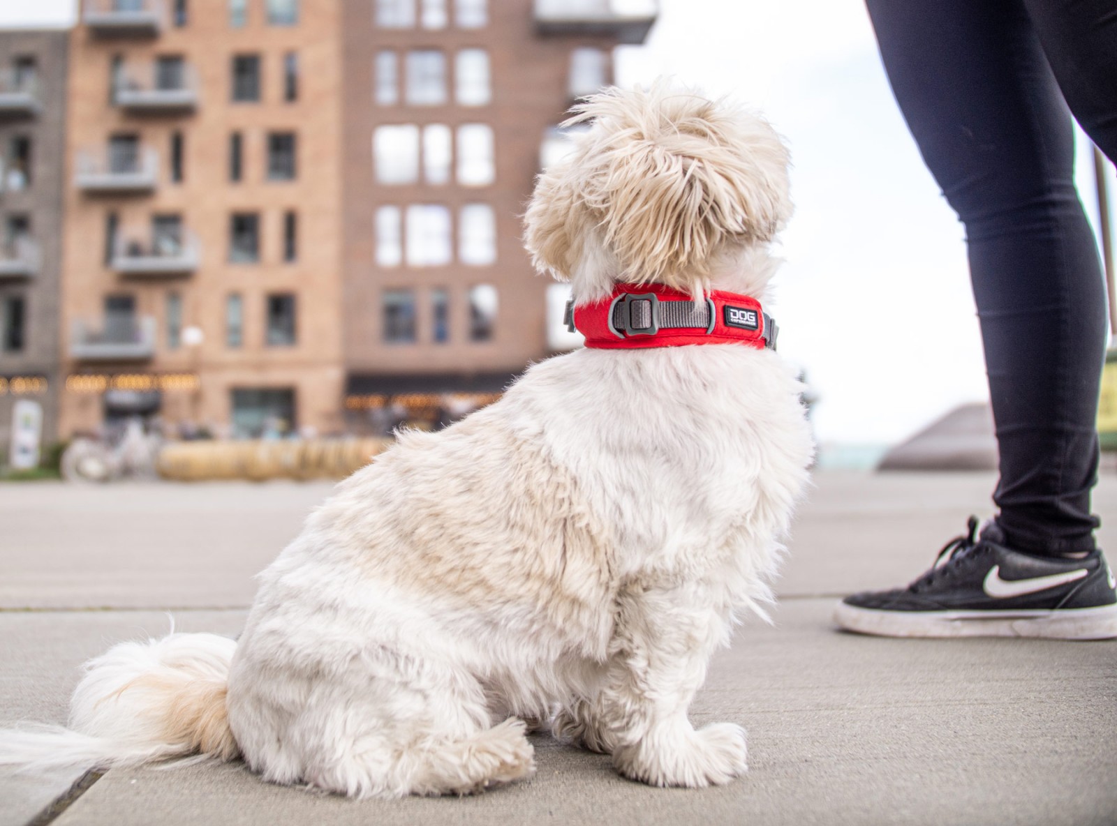Dog Copenhagen Urban Explorer Collar, Classic Red - 5
