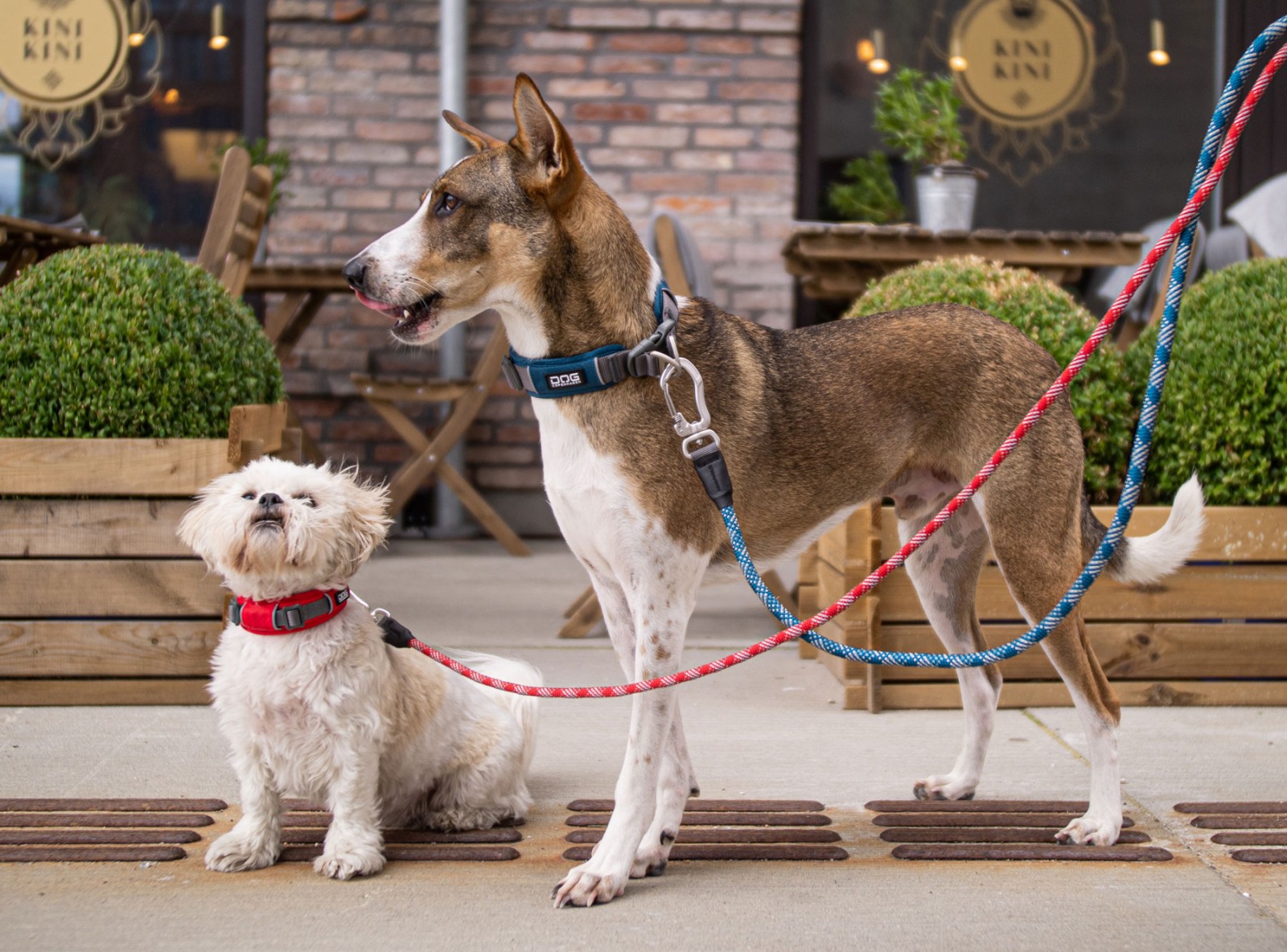 Dog Copenhagen Urban Explorer Collar, Classic Red - 3