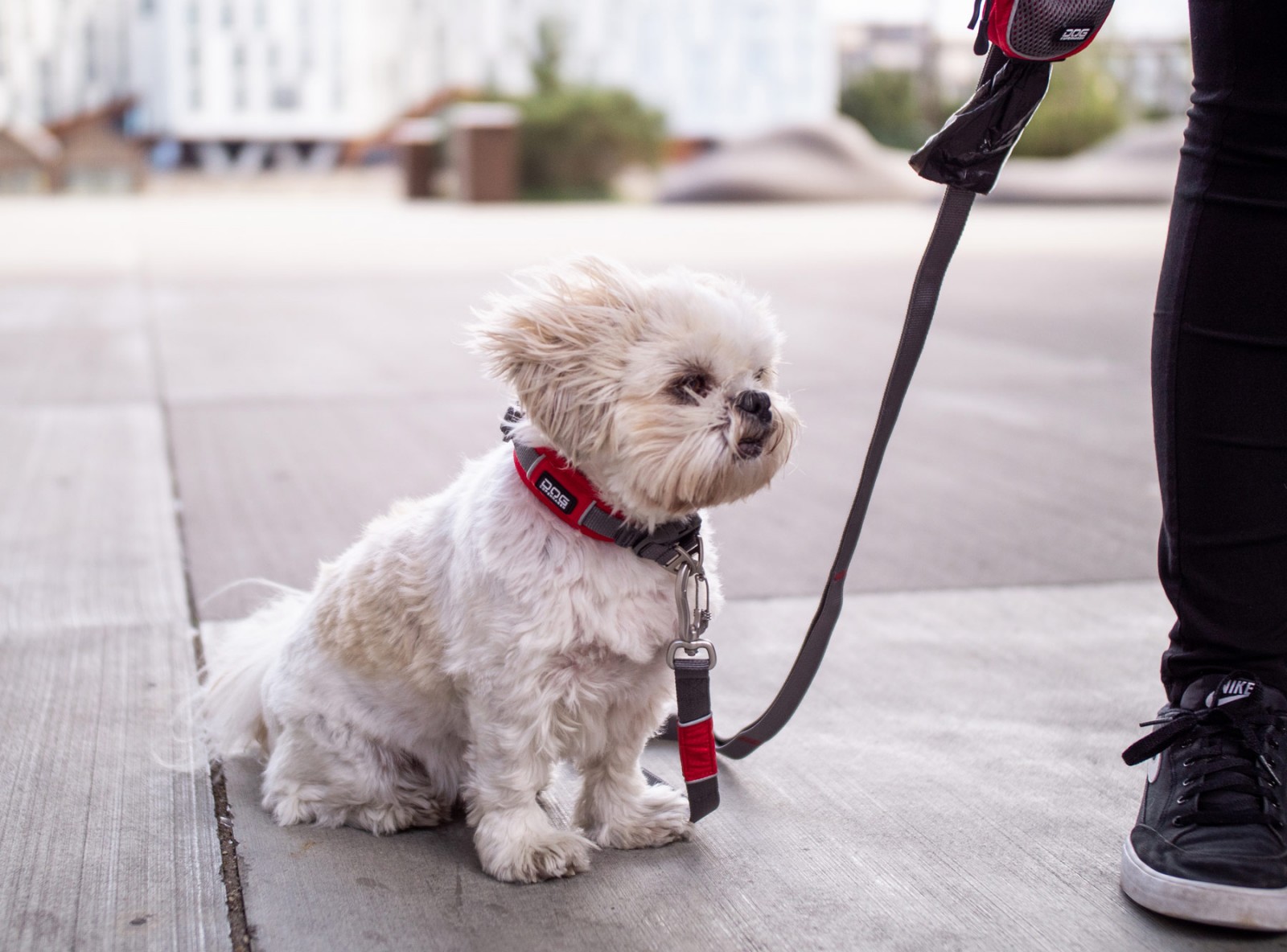 Dog Copenhagen Urban Explorer Collar, Classic Red - 6