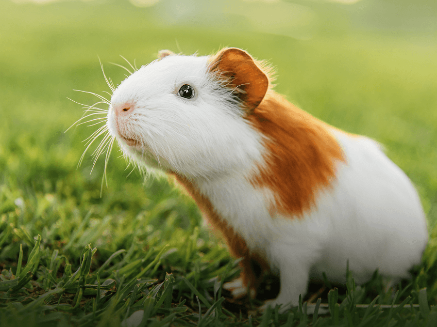 SMÅDJUR För små djur med stor smak! 