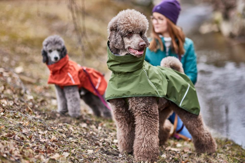 Rusta för Regn & Rusk Vi har det mesta för din pälskling! 