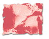 DISR38 Festive Berries