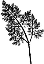 Skira blad F