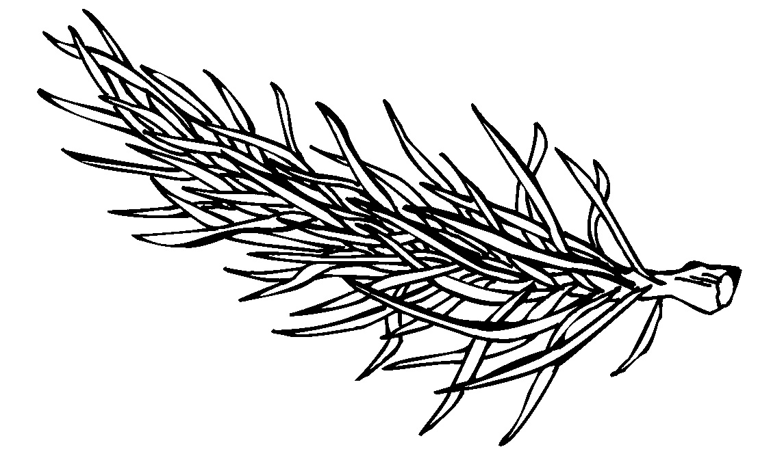 Grangren