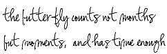OM811 H Butterflies