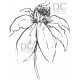 Drawing Flower  omonterat