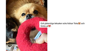 Tuggmunk Large - Röd