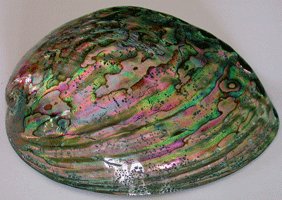 Paua snäcka.