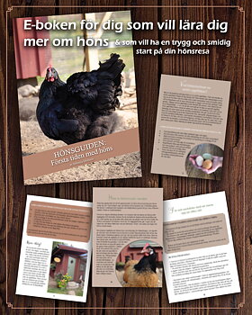 E-bok "Hönsguiden: Första tiden med höns" (Digital produkt)