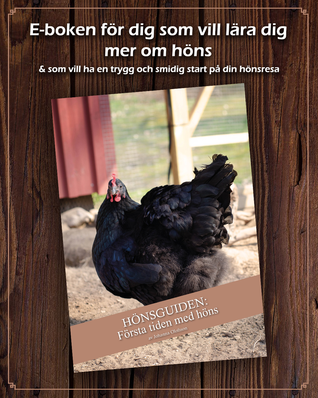E-bok "Hönsguiden: Första tiden med höns" (Digital produkt)