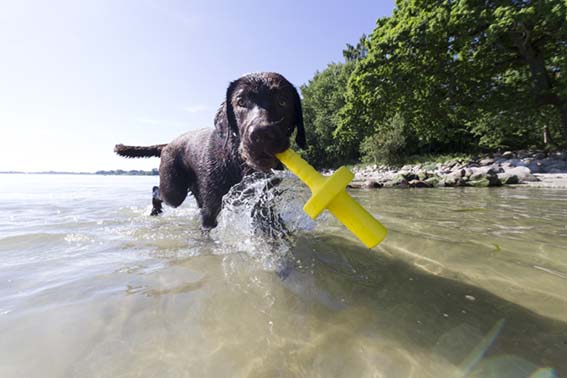 Dog Activity Mot-Aqua, flytande, 29 cm - 3