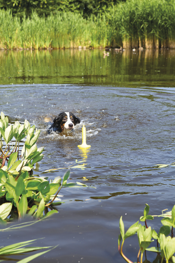 Dog Activity Mot-Aqua, flytande, 29 cm - 2