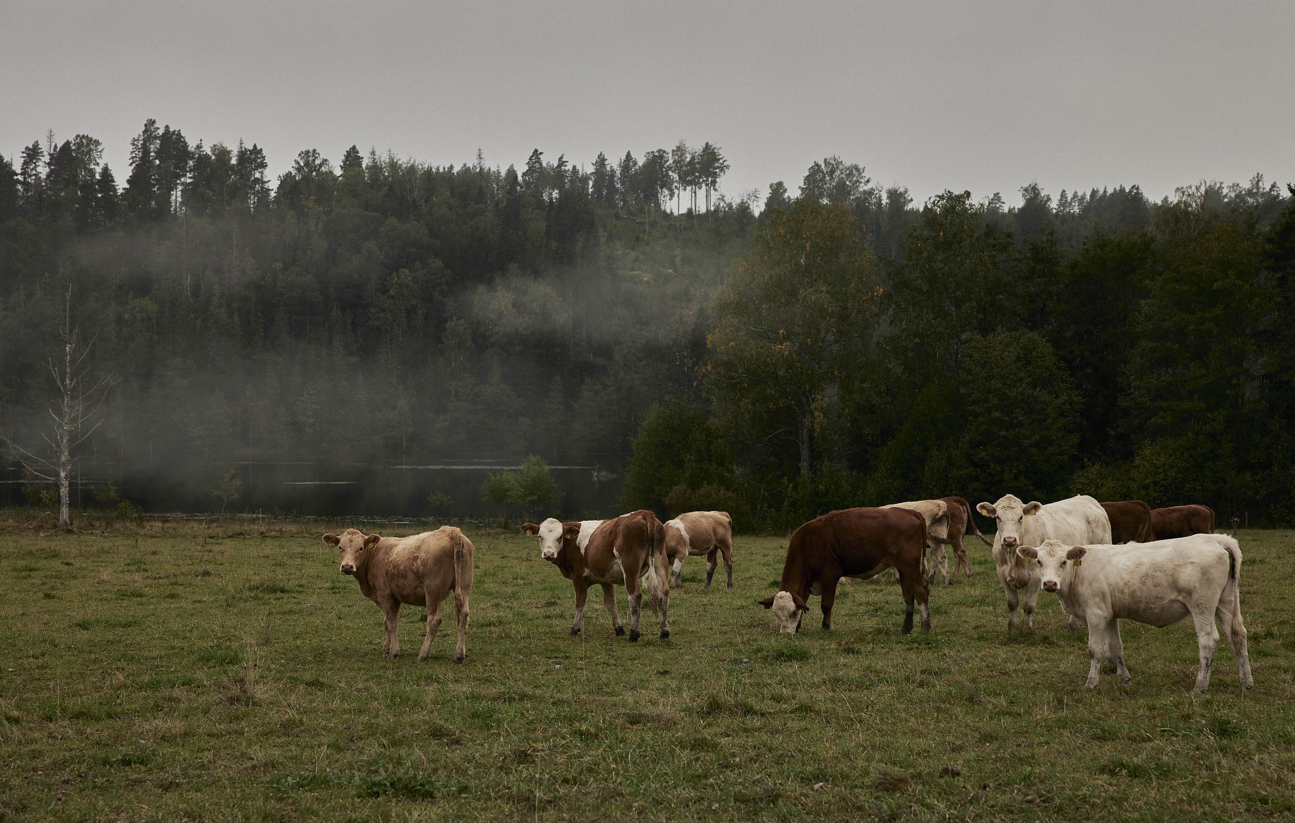 Skafferi Värmland – lokal mat och producenter