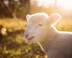 VÅRT NÄTVERK AV LEVERANTÖRER  