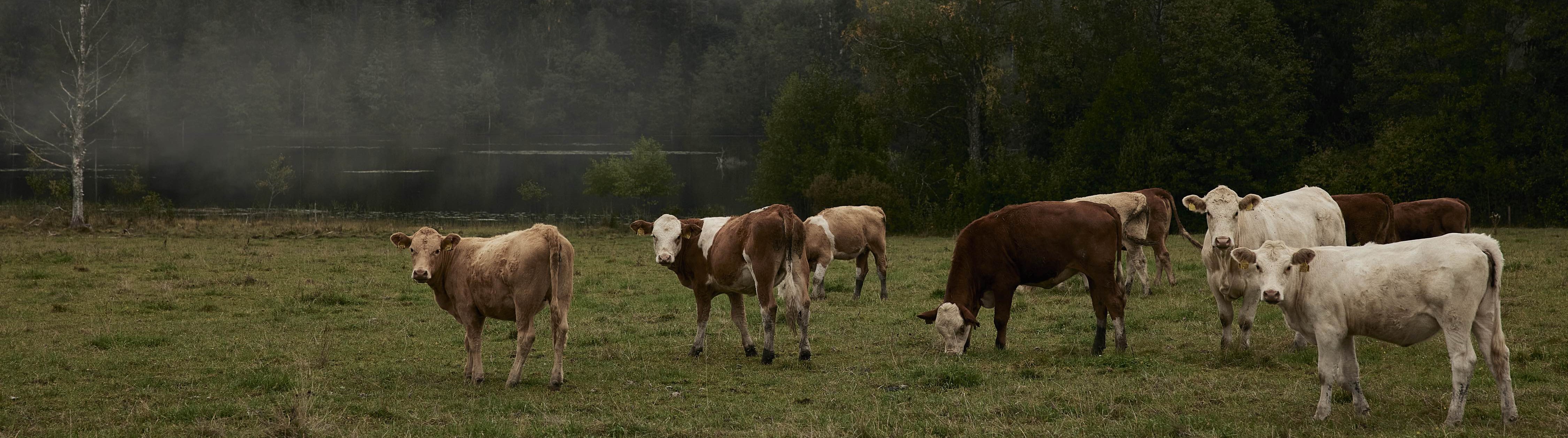 Din lokala leverantör av mat & dryck i Västsverige - den lokala grossisten för butiker, restauranger och storkök 