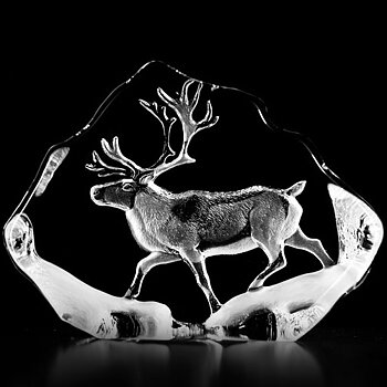 Mats Jonasson Målerås Wildlife Ren